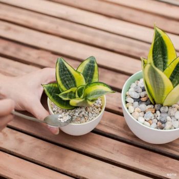 Top 7 tiểu cảnh để bàn làm việc tăng tài vận, thăng tiến