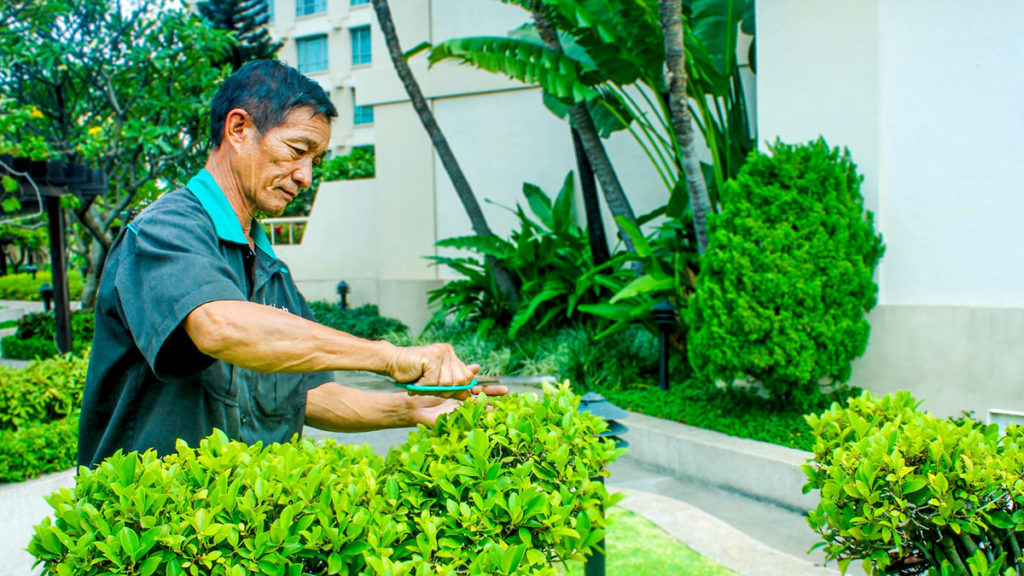 Duy trì, bảo dưỡng & chăm sóc cảnh quan