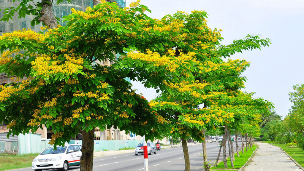 Cung cấp & mua bán cây công trình